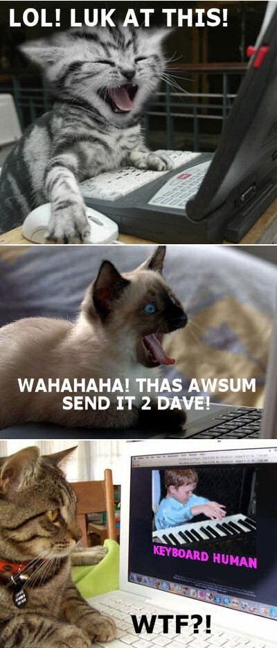 Les lolcats sont vraiment stupides