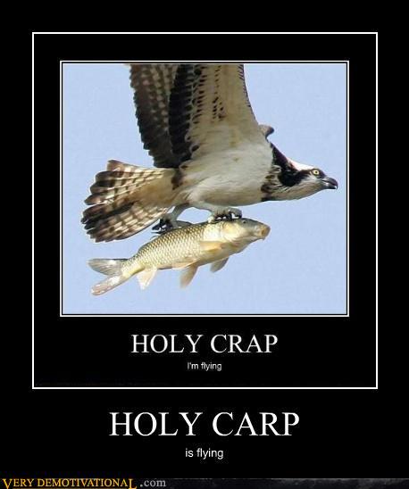 HOLY CARP