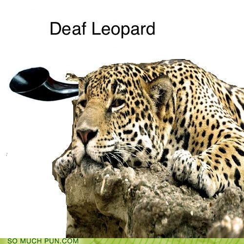 Deaf Leopard