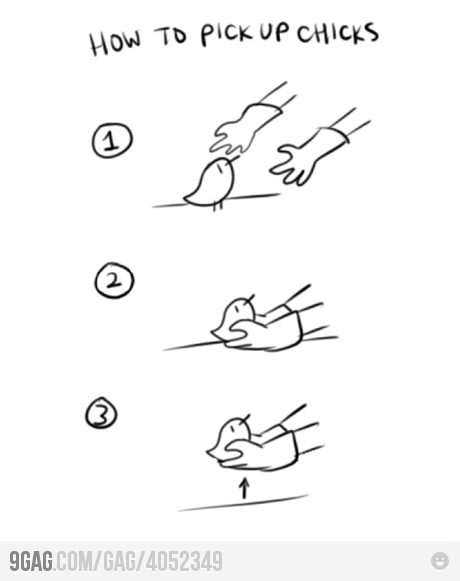 How to pick up chicks!