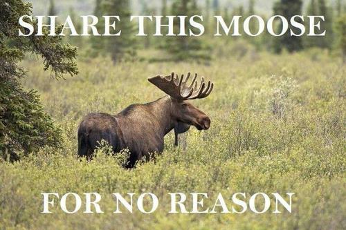 Share this moose for no reason