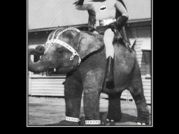 Batman sur un éléphant