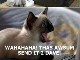 Les lolcats sont vraiment stupides