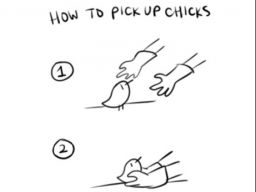 How to pick up chicks!