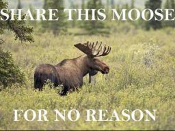 Share this moose for no reason